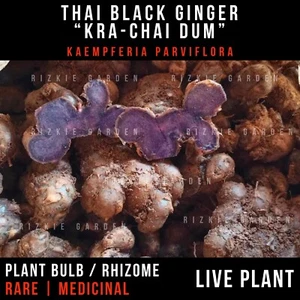1 x Thai Black Ginger Rooted Plant, Kaempferia parviflora, Medicinal, Rare - Picture 1 of 10