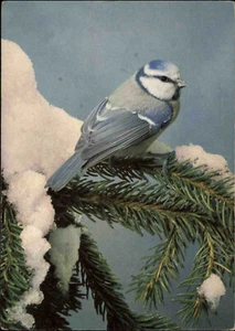 DJH Spenden-Karte Tiere Tier Motiv-AK BLAUMEISE Meise Vogel Bird AK ungelaufen - Bild 1 von 2