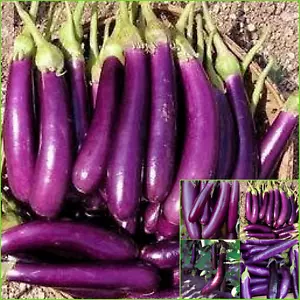 EGGPLANT LONG PURPLE 30+Seeds GROW Bulk VEGETABLES Autumn WINTER Spring SUMMER - Picture 1 of 3