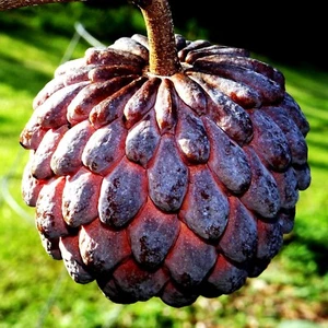 10 "Thai Purple" Sugar Apple Tree Seeds Annona squamosa Rare Sweetsop Fruit Tree - Picture 1 of 7