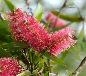 100 X RARE RED FLOWERED PAPERBARK SEEDS-NATIVE TEA TREE-LANDSCAPE FEATURE PLANT - Picture 1 of 3