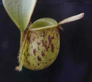 5 SEMILLAS NEPENTHES AMPULARIA - PLANTA CARNÍVORA - Imagen 1 de 1