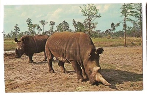 RHINOS World of Animals Dallas Texas Rhinoceros TX  Postcard 1969 - Picture 1 of 2