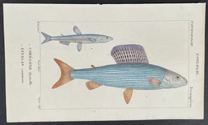 Turpin 1816 antiker handkolorierter Druck: Äsche und Schmelze, Meeresleben, Fische - Bild 1 von 2