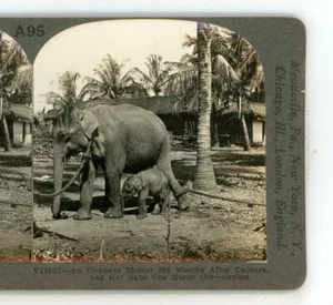 Ceylon Elephant Mother & Her One Month Old Babe Keystone Stereoview - Picture 1 of 3