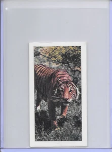 1958 Tiger Horniman's Tea Wild Animals Card #33 Series of 48 - Picture 1 of 2