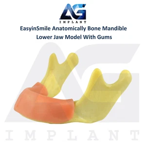 Modelo de mandíbula inferior mandíbula anatómicamente ósea dental con encías goma de silicona - Imagen 1 de 4