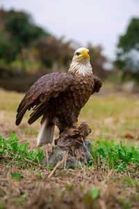 Motion Activated Singing Eagle Garden Statue, Garden Decoration, Home Decoration - Picture 1 of 6