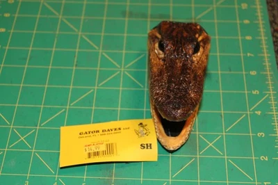 Calavera/cabeza pequeña de cocodrilo americano de Gator Dave hecha en EE. UU. Foto 1 de 4