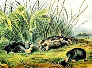 John Audubon Wildlife Animals TOWNSEND'S SHREW MOLE Vintage Book Plate Print 213 - Picture 1 of 4