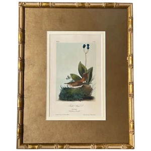 JJ Audubon Rock Wren Plate Pl. 116 Bird Print Litho 2nd Octavo Matted Gilt Frame - Picture 1 of 10