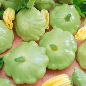 1/4 Lb Bennings Green Tint Scallop Summer Squash Seeds - Everwilde Farms Mylar - Picture 1 of 2