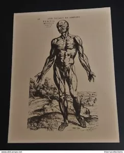 Buvard laboratoire Durabolin anatomie écorché III - Picture 1 of 3