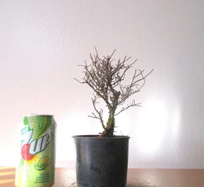 Fat Hokkaido  Elm for mame shohin bonsai tree tiny leaves multiple listing - Image 1 of 4