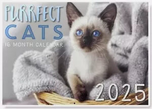 Cats Kitten 2025 Wall Calendar 16 Months Calendar Big print - Picture 1 of 2