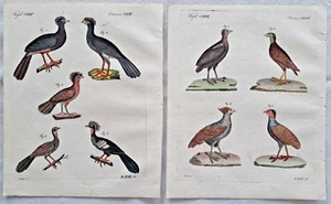 Bertuch 2 Blatt Hühnerartige Vögel kolorierte Kupferstiche Hühner Rebhühner 1805 - Bild 1 von 3