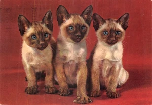 POSTAL PERRO Y GATO TAMAÑO CONTINENTAL GATO SIAMÉS BUENA MUY BUENA - Imagen 1 de 2