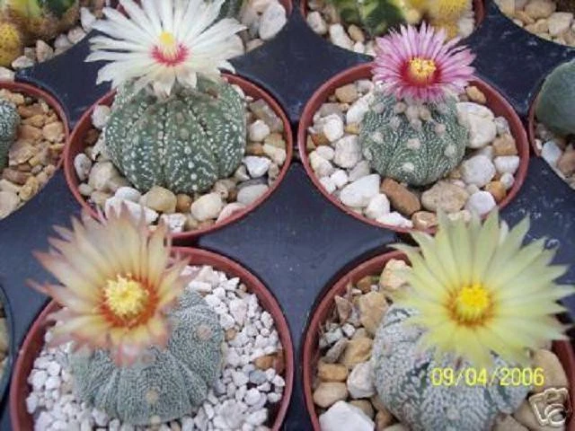 Astrophytum asterias kabuto MEZCLA cactus con flores exóticas cactus raros 100 SEMILLAS Foto 1 de 1