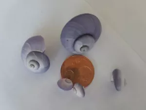 Janthina Janthinidae o anche chiamate lumache di mare viola o lumache tempesta viola - Foto 1 di 4