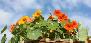 KAPUZINERKRESSE NIEDRIGE PRACHT-MISCHUNG TOM THUMB MIX NASTURTIUM 20 SAMEN - Bild 1 von 6