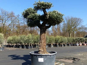 Olivenbaum Pon Pon 215 cm Bonsai Formgehölz, winterhart - Bild 1 von 7