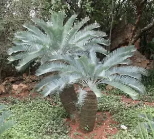 Encephalartos laevifolius (1cm Sämling) - - Bild 1 von 3