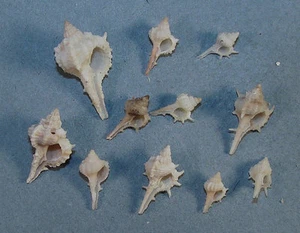 MUREX LINDAJOYCEAE 10-24mm BEAUTIFUL RARE SPECIMENS Gulf of Mexico - Picture 1 of 2