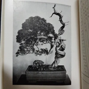 Bonsai taikan 100th Anniversary Bonsai Exhibition, Japanese Bonsai Taikan-Ten - Picture 1 of 10