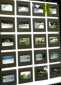 Lot 3 - 20 Photographic Slides of Brown Bears in Alaska Fishing for Salmon - Picture 1 of 6