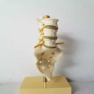 VINTAGE GEIGY MEDICAL MODEL ON STAND BACK BONE TAIL BONE SPINE 1 part - Picture 1 of 3