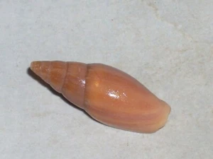 MITRA CORNICULA VERY BIG - Picture 1 of 2