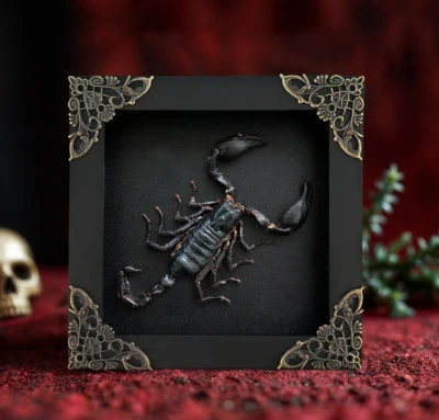 Preserved Black Scorpion in Frame Real Specimen Gothic Shadow Box Taxidermy - Image 1 of 2