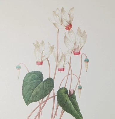 Vintage Cyclamen White Flower Botanical Print Redouté Bookplate 27 - Image 1 of 4
