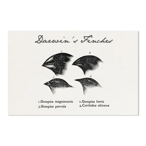 Darwin's Finches Drawings Poster - [11'' x 17''] - Picture 1 of 1
