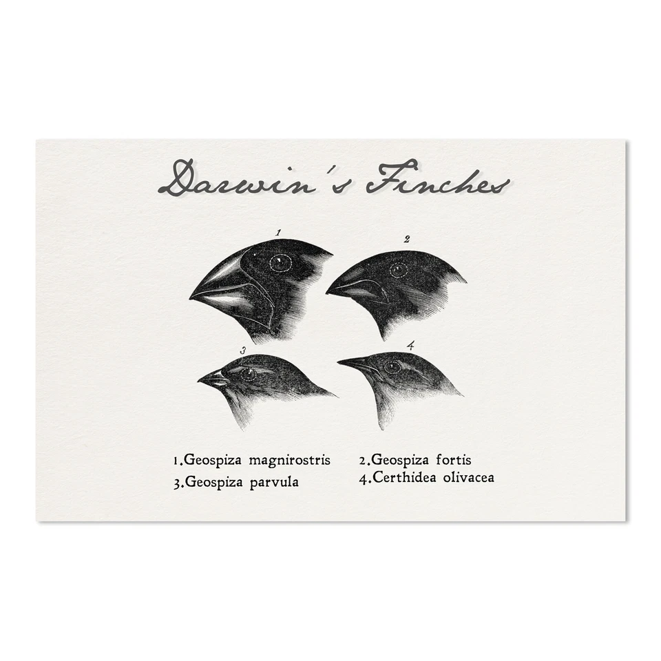 Darwin's Finches Drawings Poster - [11'' x 17''] - Image 1 of 1