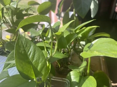 Pothos 植物有机健康和活力! — 第 1/4 张图片
