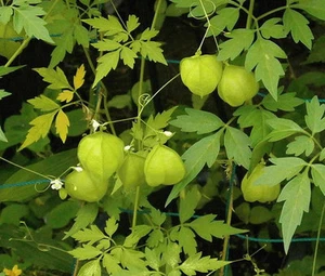 GLOBO VINE Cardiospermum Halicacabum - 50 semillas a granel - Imagen 1 de 1