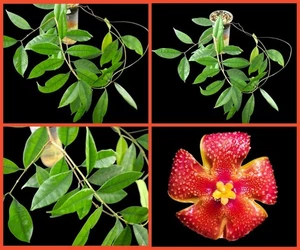 Hoya Phyllanthera sp. Mentawai muy raro sin raíces 1-2 hojas rama - Imagen 1 de 4