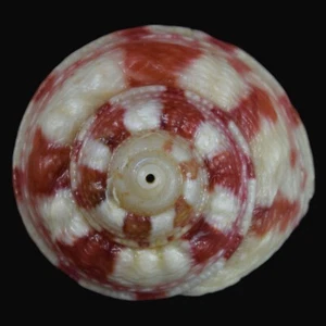 GIBBULA MAGUS sin (Deltebre, Tarragona, España) 19.8mm #47020 - Imagen 1 de 4