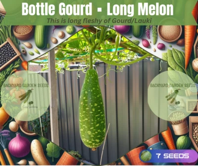 Bottle Gourd, Long Melon, Deshi Lauki, Doodhi (দেশী লাউ) OZ Backyard Grown Seeds - Image 1 of 4