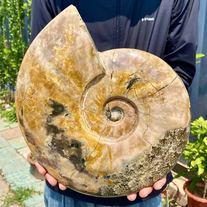 11.55LB Natural Fossil Snail Agate Fancy Cabochon Gemstones - Picture 1 of 14