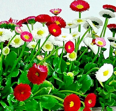 200 Bellis Perennis Super Enorma Flower Seeds (Mix) | English Daisy | Medicinal - Image 1 of 2