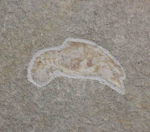 Panzerkrebs, Palaestacus fuciformis, Jura, Tithon, Solnhofen, Deutschland-eb8746 - Picture 1 of 6