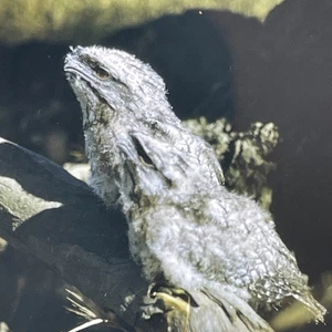 RETRO Film Photo Slide Art Cafe Junk 60s Animal Lizard POV - Picture 1 of 3