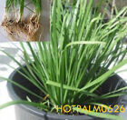 8 Fresh Garlic Chives Bare Roots Live Plants Not Seeds
