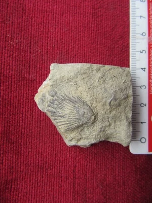 Fossilien Versteinerte Muschel, Fränkische Schweiz 4 x 4 x 1 cm - Bild 1 von 2
