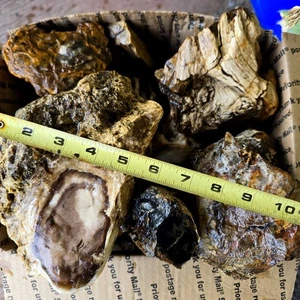 Sattelberg versteinertes Holz Flatrate Box alter Lagerbestand grob mit Rinde und Maserung - Bild 1 von 9