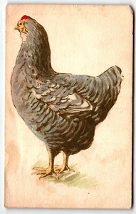 Postcard Large Chicken Drawing Divided Back PM 1910 Gibson Art Co - Picture 1 of 2