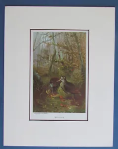 Original 1880's “ WOODCOCK “ Bird Chromolithograph Print - Picture 1 of 3