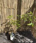 Cornus kousa Dwarf Pink 3L plant 40-60cm Dogwood flowering Tree
